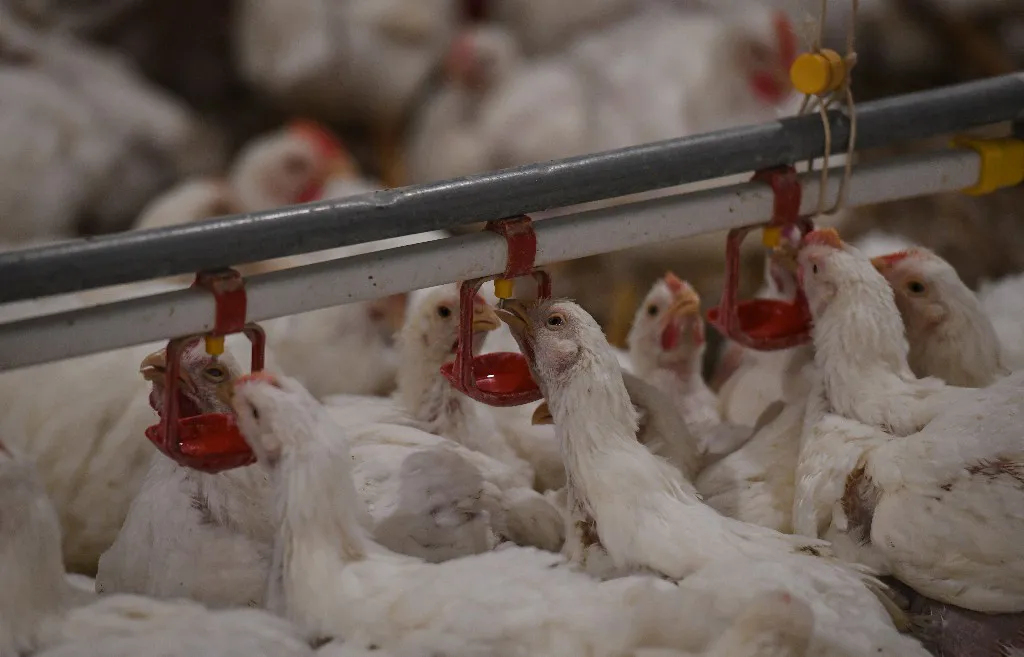 رغم التراجع الأخير.. أسعار الدواجن في مصر لا تزال مرتفعة وتوقعات بتحركات جديدة في السوق